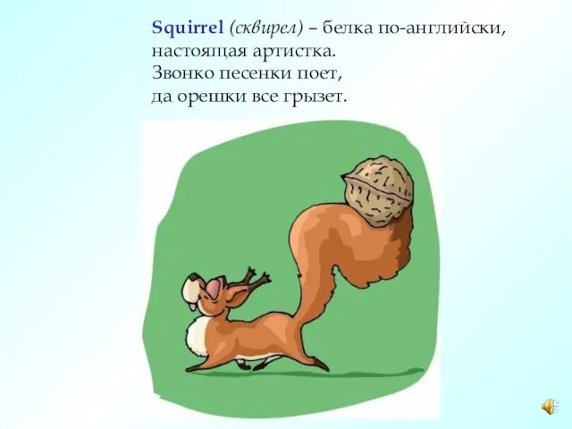 Squirrel (сквирел) – белка по-английски, настоящая артистка. Звонко песенки поет, да орешки все грызет.