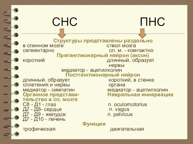 СНС ПНС Структуры представлены раздельно в спинном мозге ствол мозга сегментарно