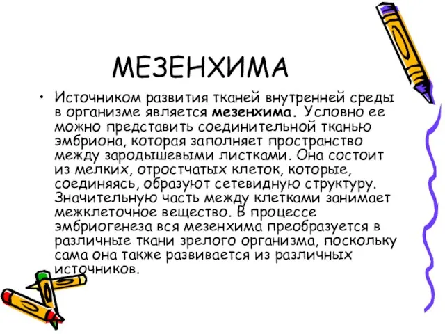 МЕЗЕНХИМА Источником развития тканей внутренней среды в организме является мезенхима. Условно