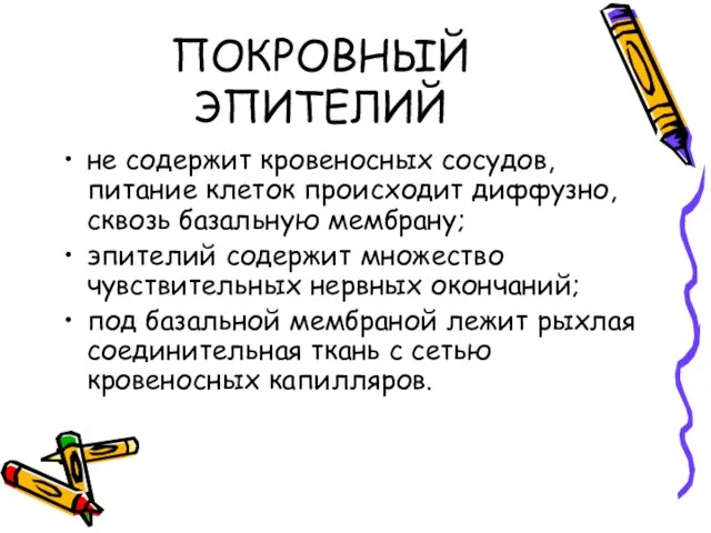 ПОКРОВНЫЙ ЭПИТЕЛИЙ не содержит кровеносных сосудов, питание клеток происходит диффузно, сквозь