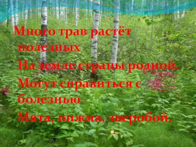 Много трав растёт полезных На земле страны родной. Могут справиться с болезнью Мята, пижма, зверобой.