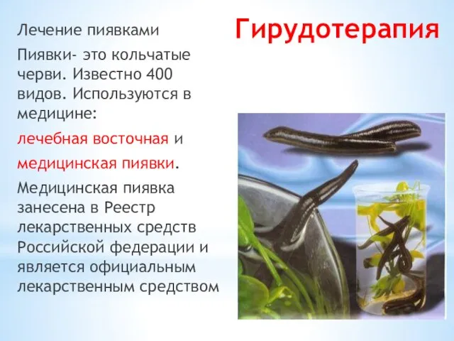 Гирудотерапия Лечение пиявками Пиявки- это кольчатые черви. Известно 400 видов. Используются