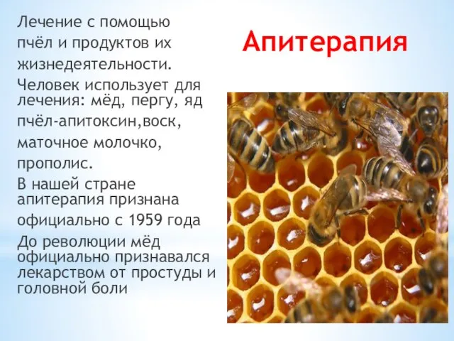 Апитерапия Лечение с помощью пчёл и продуктов их жизнедеятельности. Человек использует