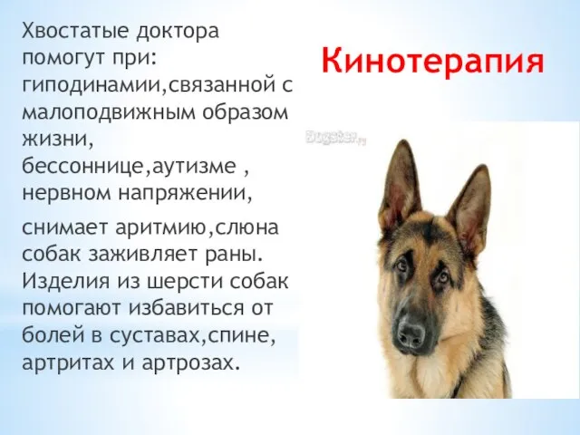 Кинотерапия Хвостатые доктора помогут при: гиподинамии,связанной с малоподвижным образом жизни, бессоннице,аутизме