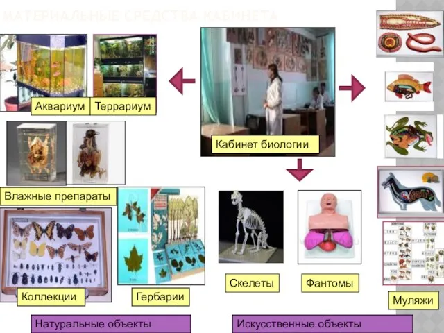 МАТЕРИАЛЬНЫЕ СРЕДСТВА КАБИНЕТА Муляжи Аквариум Влажные препараты Террариум Кабинет биологии Фантомы