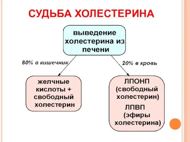 СУДЬБА ХОЛЕСТЕРИНА