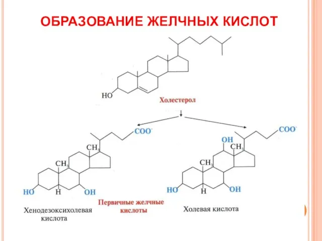 ОБРАЗОВАНИЕ ЖЕЛЧНЫХ КИСЛОТ