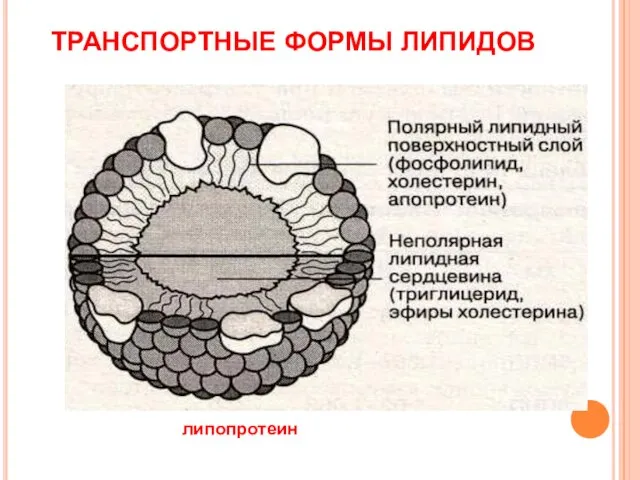 ТРАНСПОРТНЫЕ ФОРМЫ ЛИПИДОВ липопротеин