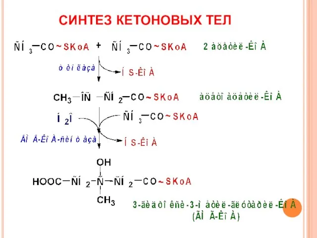 СИНТЕЗ КЕТОНОВЫХ ТЕЛ