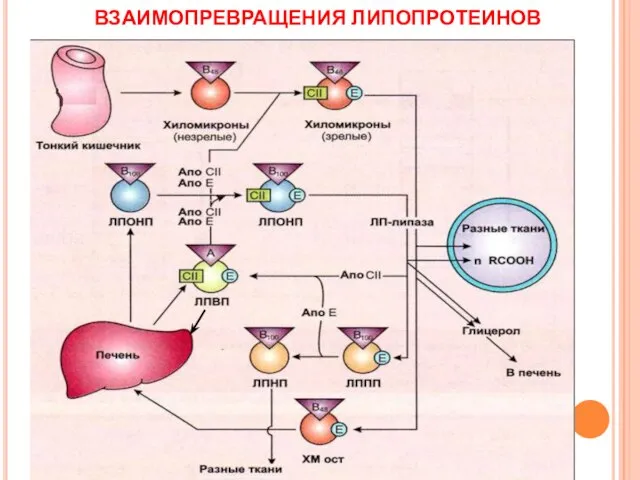 ВЗАИМОПРЕВРАЩЕНИЯ ЛИПОПРОТЕИНОВ