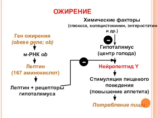 Ген ожирения (obese gene; ob) м-РНК ob Химические факторы (глюкоза, холецистокинин,