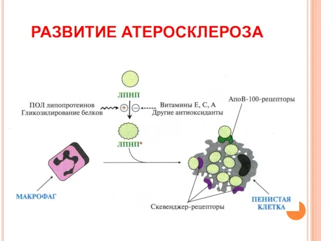 РАЗВИТИЕ АТЕРОСКЛЕРОЗА