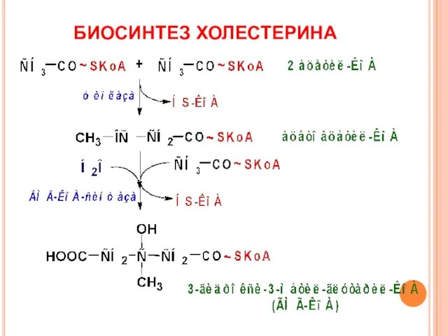 БИОСИНТЕЗ ХОЛЕСТЕРИНА