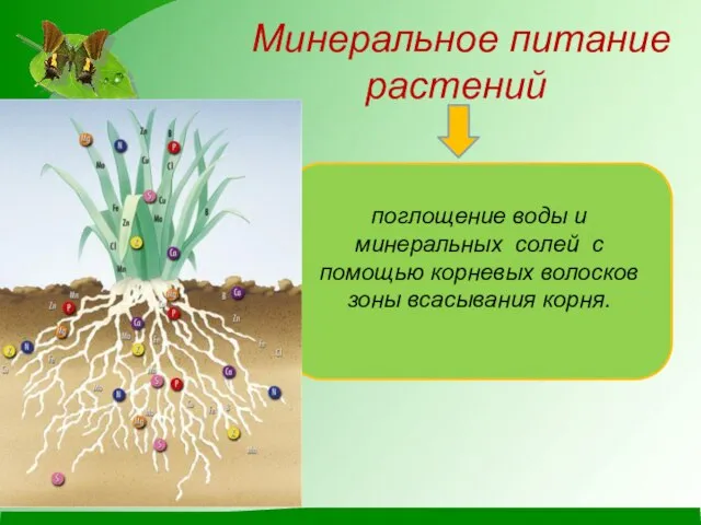 Минеральное питание растений поглощение воды и минеральных солей с помощью корневых волосков зоны всасывания корня.