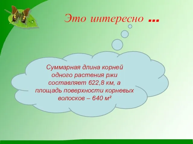 Это интересно … Суммарная длина корней одного растения ржи составляет 622,8