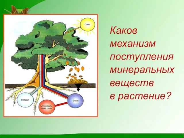 Каков механизм поступления минеральных веществ в растение?