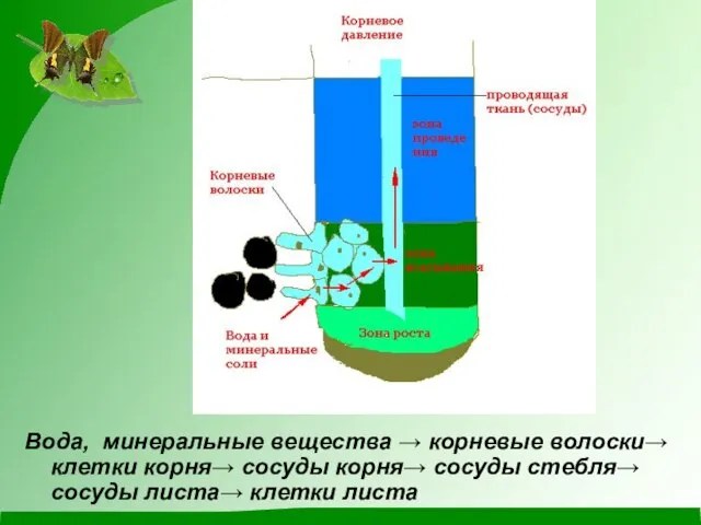 Вода, минеральные вещества  корневые волоски клетки корня сосуды корня сосуды стебля сосуды листа клетки листа