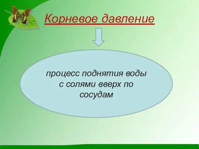 Корневое давление процесс поднятия воды с солями вверх по сосудам