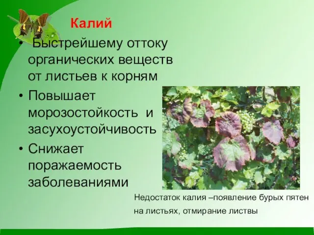 Калий Быстрейшему оттоку органических веществ от листьев к корням Повышает морозостойкость