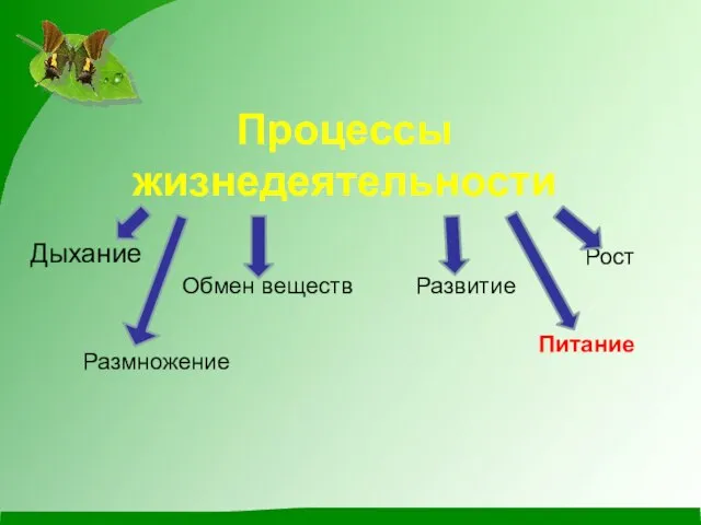 Процессы жизнедеятельности Дыхание Обмен веществ Развитие Размножение Рост Питание