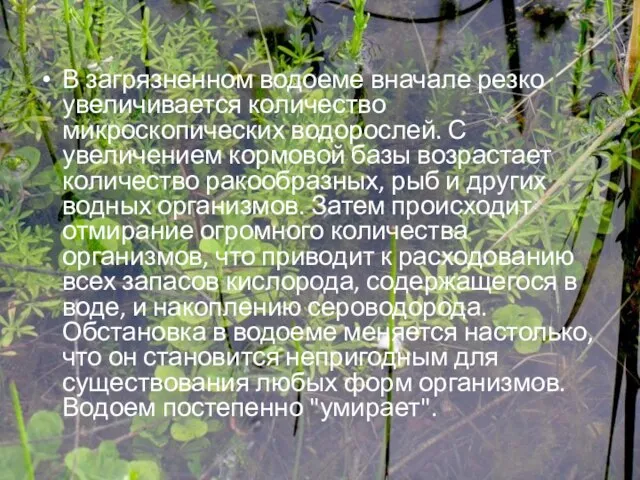 В загрязненном водоеме вначале резко увеличивается количество микроскопических водорослей. С увеличением