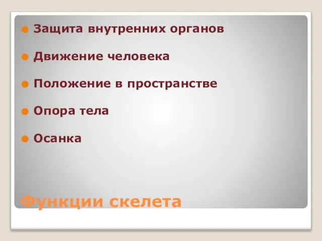 Функции скелета Защита внутренних органов Движение человека Положение в пространстве Опора тела Осанка