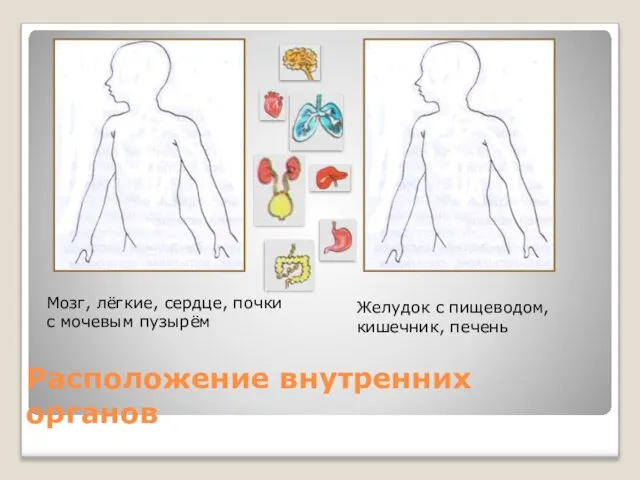 Расположение внутренних органов Мозг, лёгкие, сердце, почки с мочевым пузырём Желудок с пищеводом, кишечник, печень