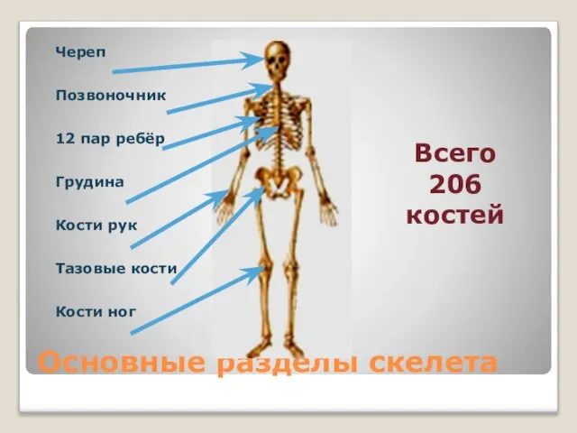 Основные разделы скелета Череп Позвоночник 12 пар ребёр Грудина Кости рук