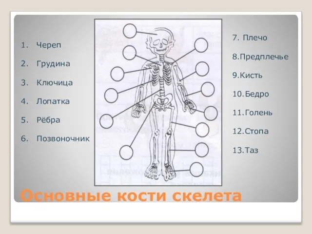 Основные кости скелета Череп Грудина Ключица Лопатка Рёбра Позвоночник 7. Плечо