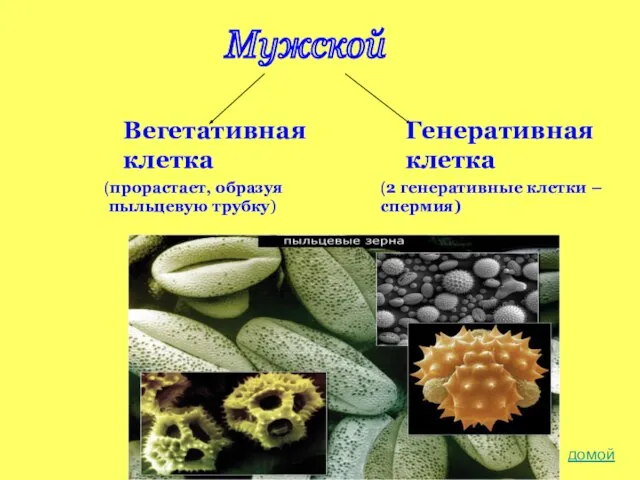 Мужской домой Вегетативная клетка Генеративная клетка (прорастает, образуя пыльцевую трубку) (2 генеративные клетки – спермия)