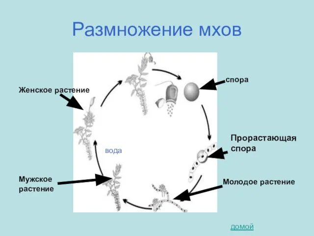 Размножение мхов Женское растение спора Прорастающая спора Молодое растение Мужское растение вода домой