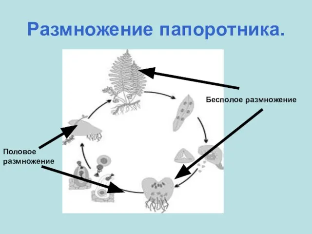 Размножение папоротника. Бесполое размножение Половое размножение