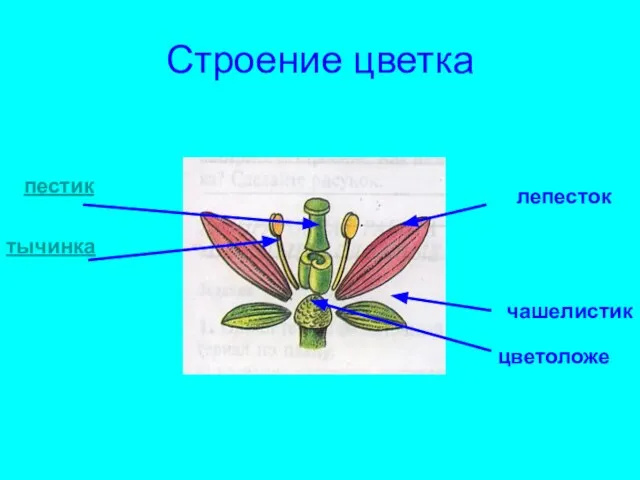 Строение цветка чашелистик цветоложе лепесток пестик тычинка