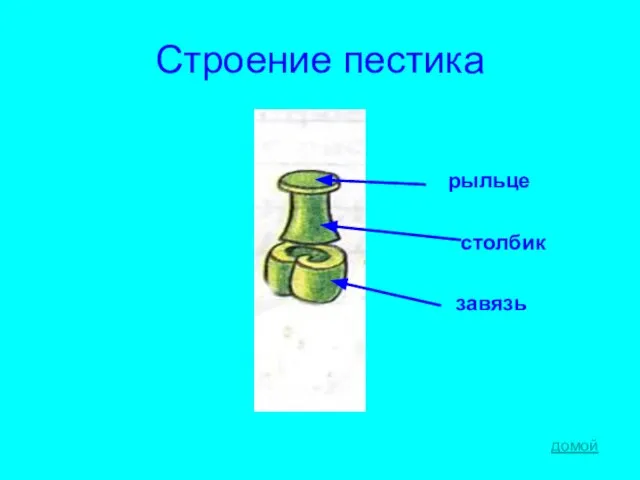 Строение пестика рыльце столбик завязь домой