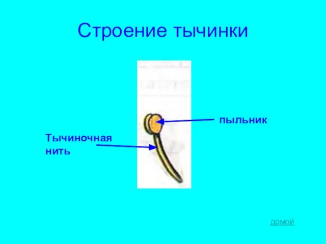 Строение тычинки пыльник Тычиночная нить домой