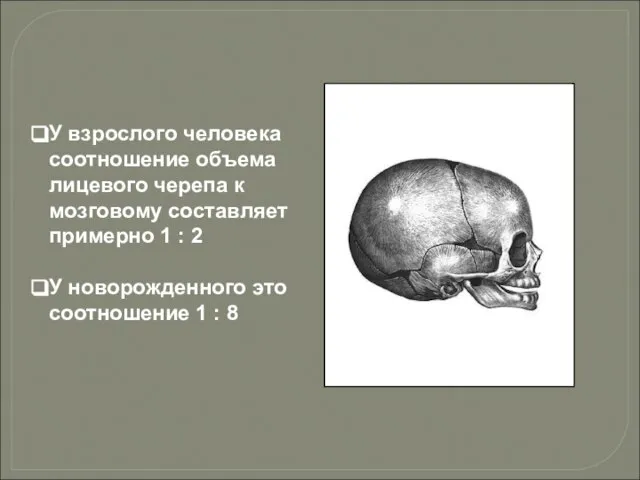 У взрослого человека соотношение объема лицевого черепа к мозговому составляет примерно