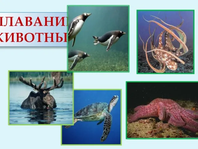 Плавание животных