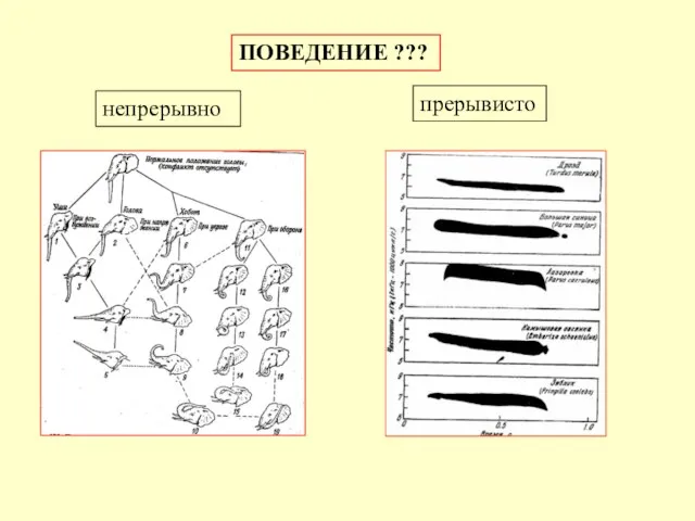 ПОВЕДЕНИЕ ??? непрерывно прерывисто