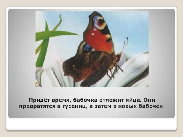 Придёт время, бабочка отложит яйца. Они превратятся в гусениц, а затем в новых бабочек.