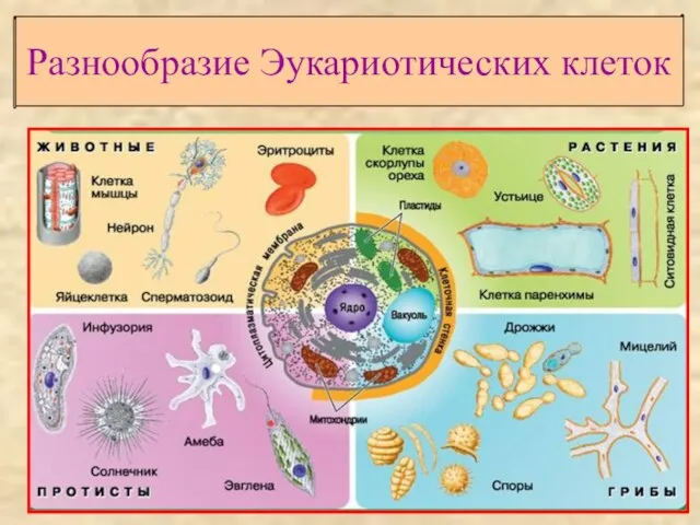 Разнообразие Эукариотических клеток