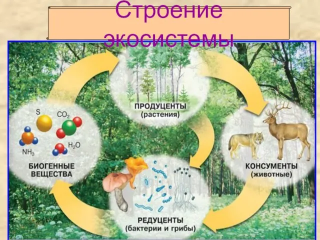 Строение экосистемы