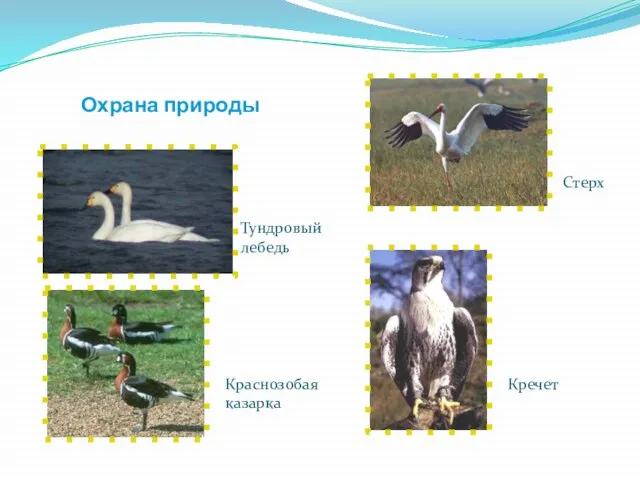 Охрана природы Тундровый лебедь Краснозобая казарка Кречет Стерх