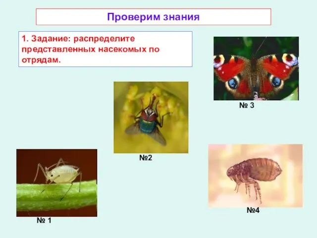 Проверим знания 1. Задание: распределите представленных насекомых по отрядам. № 3 № 1 №4 №2