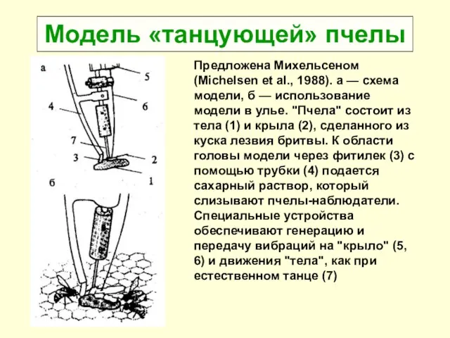 Модель «танцующей» пчелы Предложена Михельсеном (Michelsen et al., 1988). а —