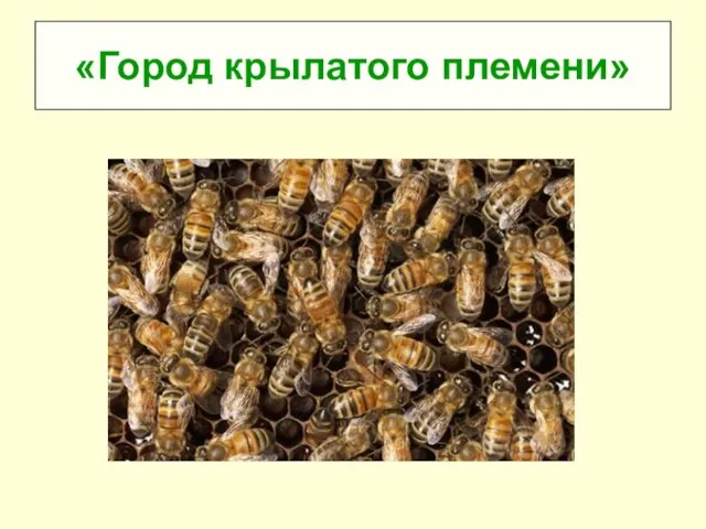 «Город крылатого племени»