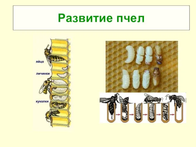 Развитие пчел