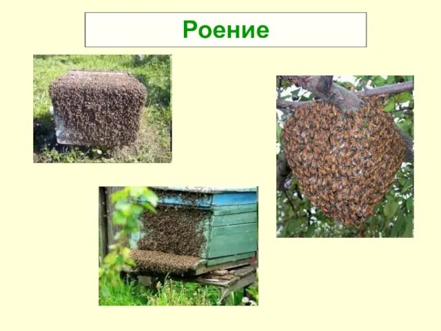 Роение