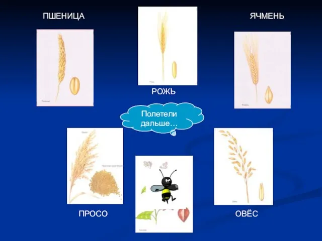 Полетели дальше… ПШЕНИЦА РОЖЬ ЯЧМЕНЬ ПРОСО ОВЁС