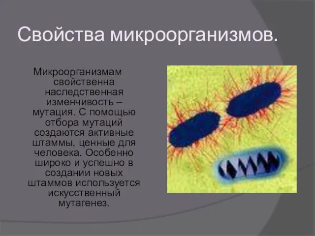 Свойства микроорганизмов. Микроорганизмам свойственна наследственная изменчивость – мутация. С помощью отбора