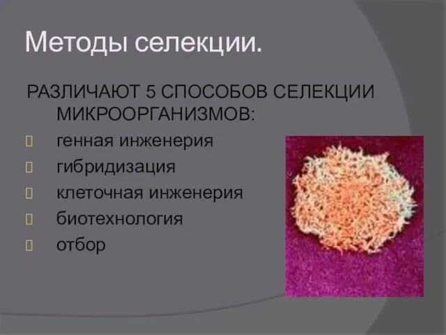 Методы селекции. РАЗЛИЧАЮТ 5 СПОСОБОВ СЕЛЕКЦИИ МИКРООРГАНИЗМОВ: генная инженерия гибридизация клеточная инженерия биотехнология отбор